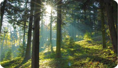 wald, sonnenstrahlen, bäume, waldgebirge, schatten