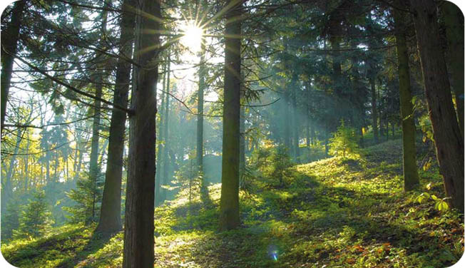 Sonnenlicht, Vegetation, Baum, Wald, Hain