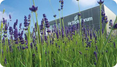 Lavendel, Lavendelpflanzen, Gartenpflanzen, Blüten, Lila